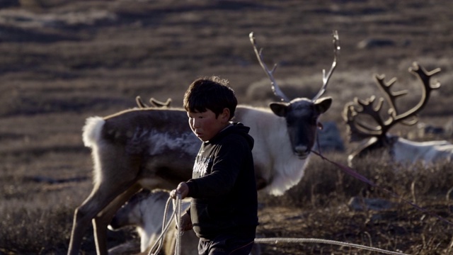 在蒙古牧羊的男孩视频下载