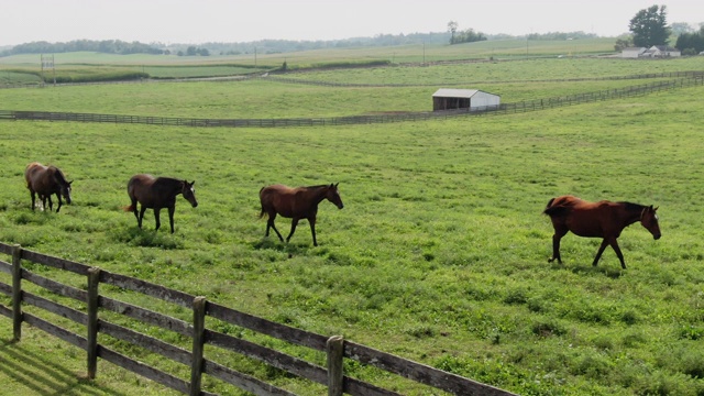 无人机拍摄的一小群马在一个阳光明媚的日子里一起在马里兰州的一个马场的绿色牧场上吃草和散步视频下载
