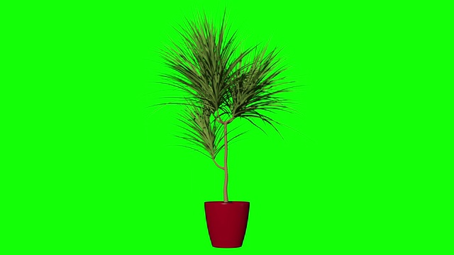 在绿色背景上种植植物，Alpha素材包括在内视频素材