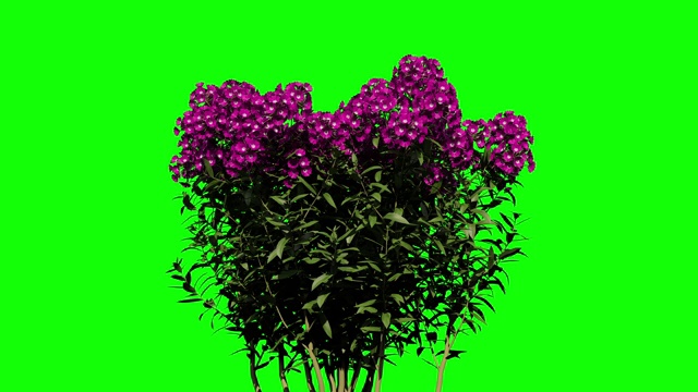 在绿色背景上种植植物，Alpha素材包括在内视频素材