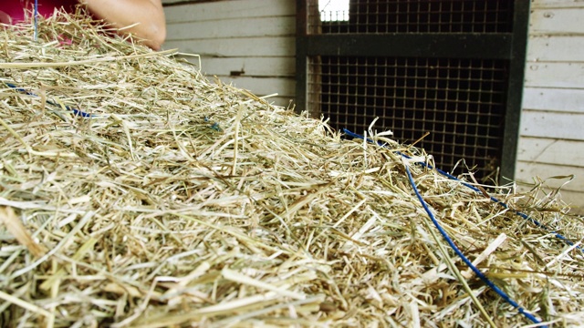 一名20多岁的年轻女子用一把小刀割断捆绳，手里拿着一捆干草，准备在农场的谷仓里喂动物视频素材