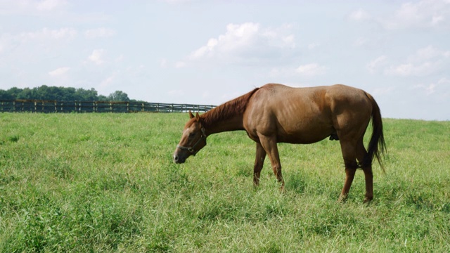 在一个阳光明媚的早晨，一匹马在一个绿色的，被栅栏围起来的牧场上吃草的慢动作镜头视频素材
