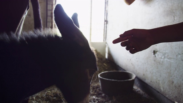 在农场谷仓的马棚里，一只小驴在嗅相机前先嗅了嗅一个人的手指视频素材