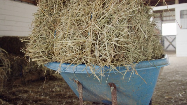 一个二十多岁的年轻女人从干草堆里捡起一捆干草，放在农场谷仓里的手推车里视频素材