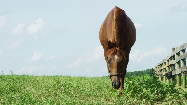 慢动作拍摄的马嗅和放牧在一个绿色，在一个阳光明媚的早晨，在一个农场的围栏牧场视频素材