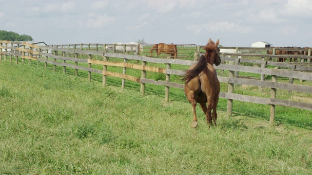 慢动作拍摄的一匹马奔跑和嬉闹在一个绿色的，在一个阳光明媚的早晨，在一个农场的围栏内的牧场视频下载