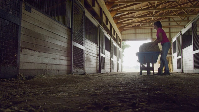 慢动作拍摄的一个女人在她二十多岁打开一个马棚的门和扔一些干草从手推车为她的马在一个农场的谷仓吃视频素材