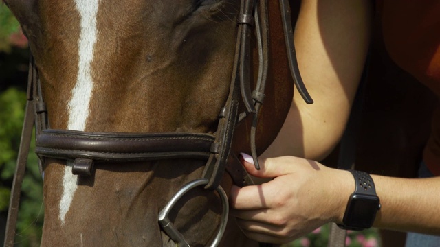 特写，慢动作拍摄的一个年轻女人的手收紧皮带上的皮革笼头上的棕色马的口吻视频下载