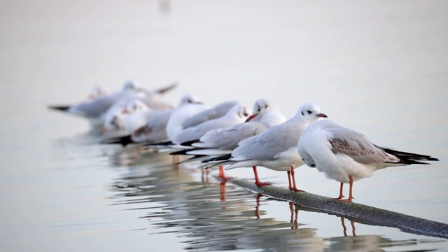 匈牙利巴拉顿湖上的许多海鸥，黑头鸥，慢镜头视频下载
