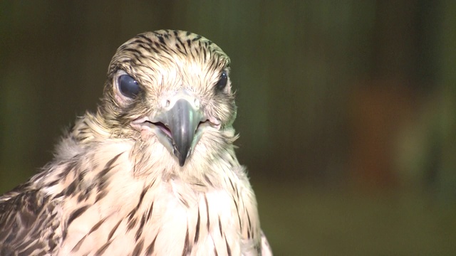 阿联酋野生动物:猎鹰视频素材