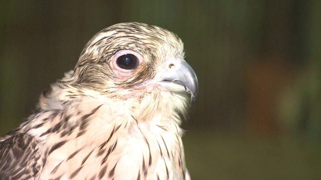 阿联酋野生动物:猎鹰视频素材