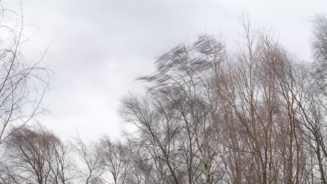 在多云的大风天，树木在风的压力下对着天空弯曲视频下载