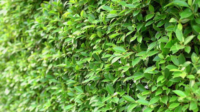 4K多莉拍摄的绿篱或绿叶墙视频素材