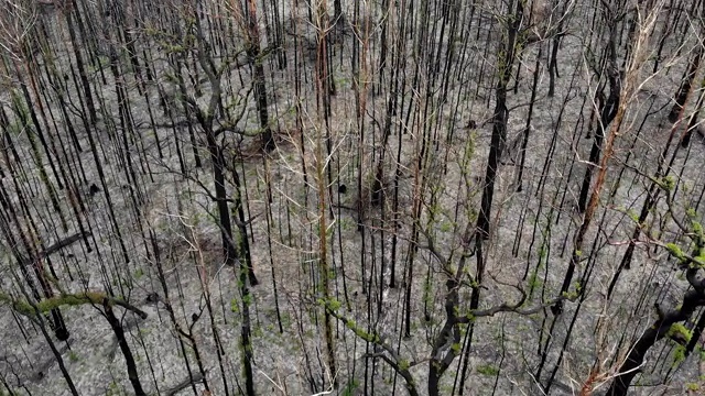澳大利亚的森林大火破坏视频素材
