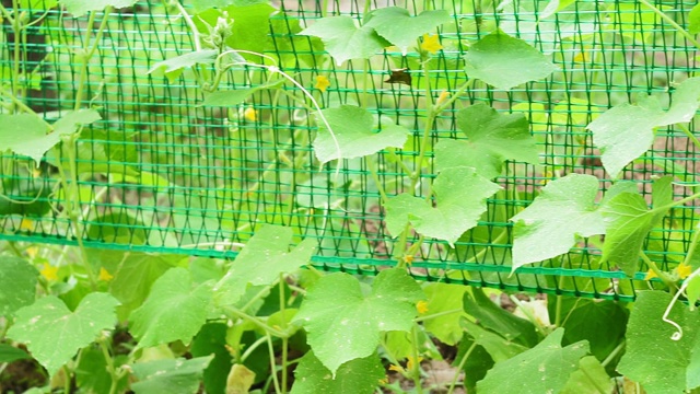 温室枝上成熟的绿黄瓜。收获时间。新鲜有机蔬菜概念。素食视频素材