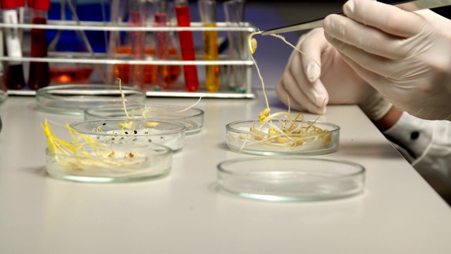 科学家在培养皿中对豆芽进行分类视频下载
