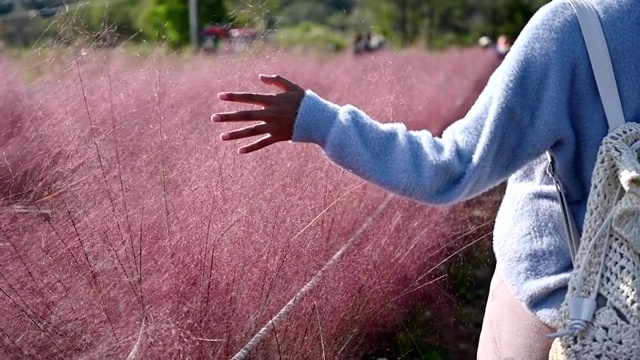女人的手触摸着粉红色多色的草视频下载
