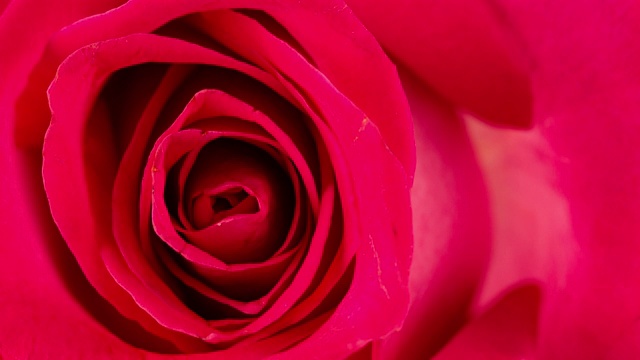 美丽盛开的玫瑰玫瑰特写视频素材