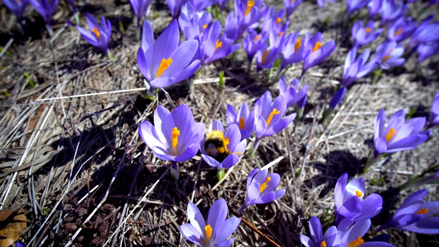 大黄蜂在紫花藏红花上采集花蜜的惊人追随视频下载