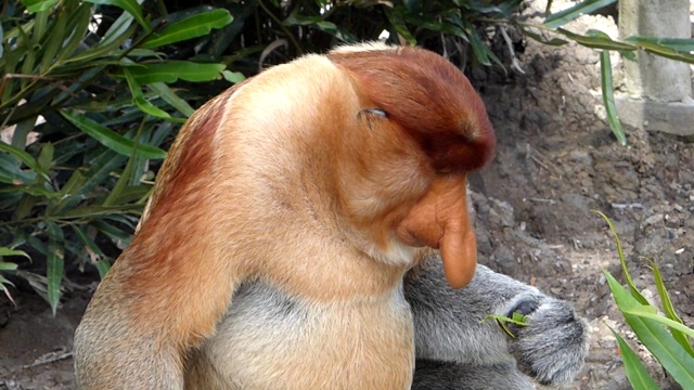 雄性长鼻猴坐在树上，在拉巴克湾，沙巴，婆罗洲，马来西亚视频下载
