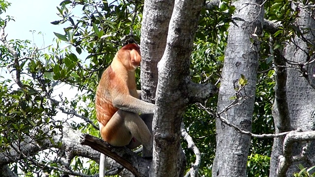 雄性长鼻猴(鼻幼虫)坐在一棵树上，在拉巴克湾，沙巴，婆罗洲，马来西亚视频素材