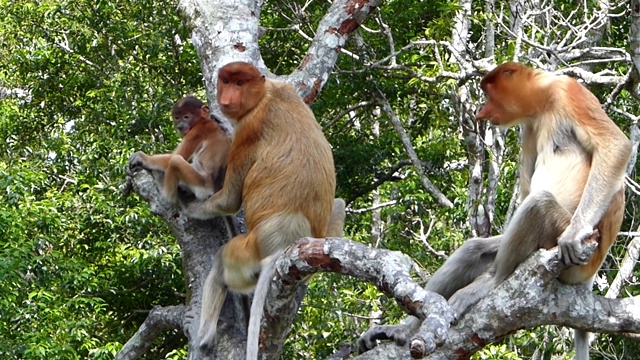 马来西亚，婆罗洲，沙巴，拉巴克湾，长鼻猴(鼻幼虫)坐在一棵树上视频下载