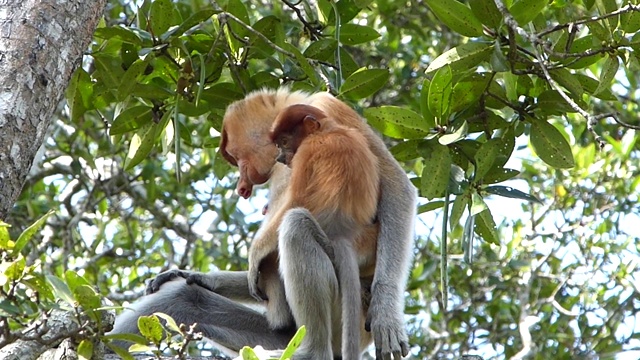 母长鼻猴(鼻幼虫)与一个婴儿坐在树上，在拉巴克湾，沙巴，婆罗洲，马来西亚视频素材