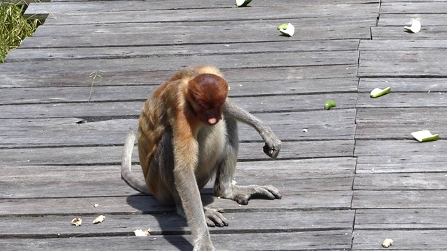 雌性长鼻猴(鼻幼虫)在进食平台上，在马来西亚沙巴州，婆罗洲拉布克湾视频素材