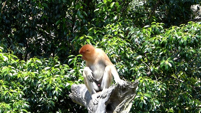 年轻的雄性长鼻猴(鼻幼虫)坐在一棵树上，在拉巴克湾，沙巴，婆罗洲，马来西亚视频下载
