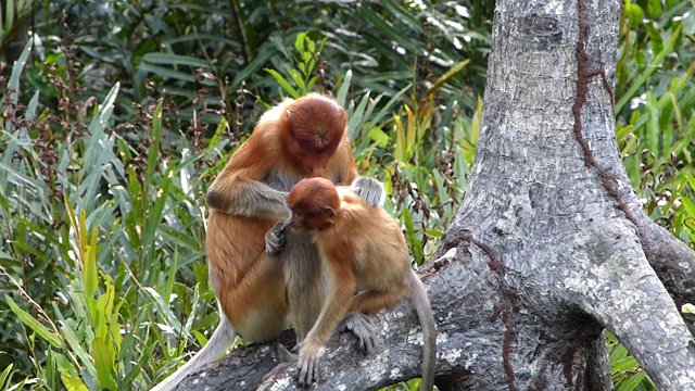 母长鼻猴(鼻幼虫)与一个婴儿坐在树上，在拉巴克湾，沙巴，婆罗洲，马来西亚视频下载