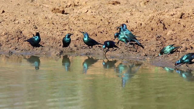 南非，Cape glossy椋鸟(Lamprotornis nitens)饮水视频素材