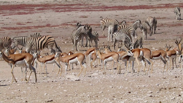 纳米比亚埃托沙国家公园尘土飞扬的平原上的羚羊和斑马视频素材