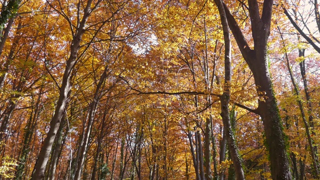 秋天森林里的落叶视频素材