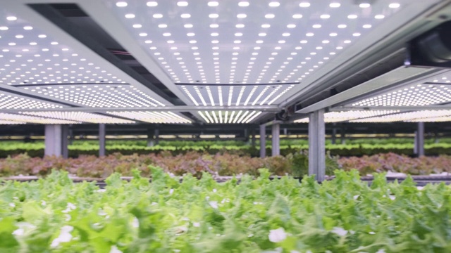 室内垂直农场中种植的生菜架视频素材