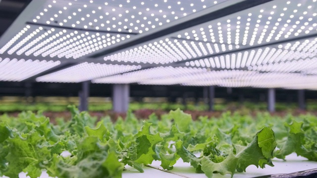 室内垂直农场中种植的生菜架视频素材