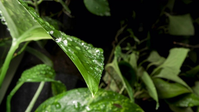 绿叶在雨滴里视频素材