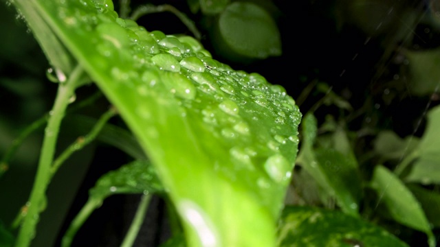 绿叶在雨滴里视频素材