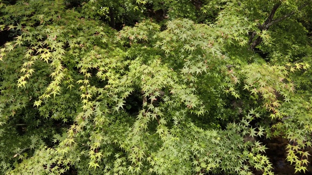从一棵日本绿枫树的树梢上拍摄的宽镜头。视频下载