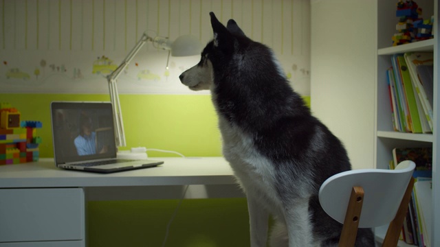 西伯利亚哈士奇狗坐在椅子上和女老师一起看笔记本电脑屏幕。在线宠物教育在家。有趣的研究概念。视频素材