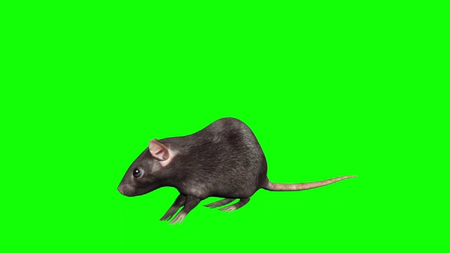 动画灰色的老鼠。毛圈。四个摄像机角度。包括α镜头。视频素材