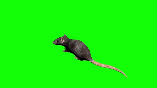 动画灰色的老鼠。毛圈。包括α镜头。视频素材