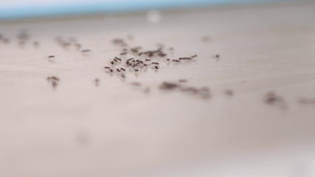 蚂蚁爬行视频素材