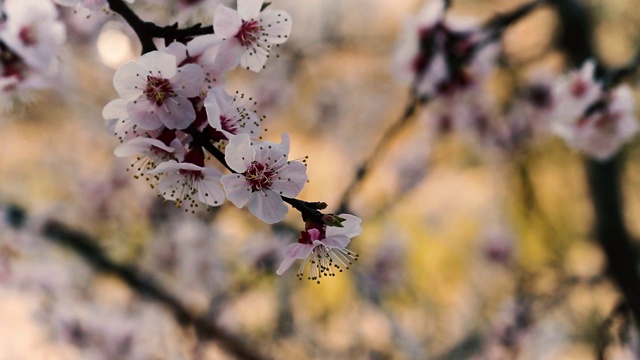 近距离拍摄春天娇嫩的杏花，樱花随风摇曳。这是重生、复兴、复苏的标志。选择的重点。春天复活节背景，新的生命周期。视频素材