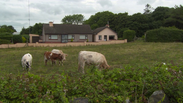 奶牛在绿色草地上吃草的照片-戈尔韦，爱尔兰视频下载