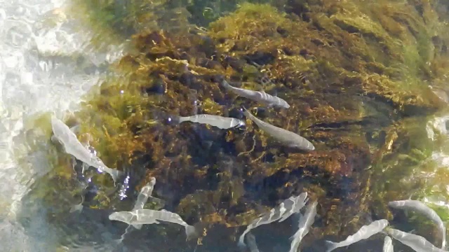 鲻鱼在浅水中觅食。视频素材
