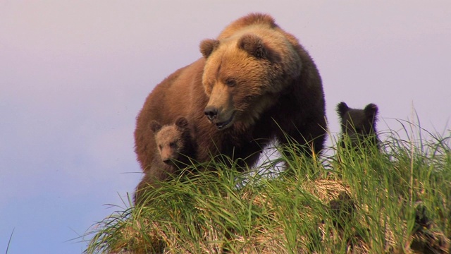 阿拉斯加卡特迈的棕熊视频素材