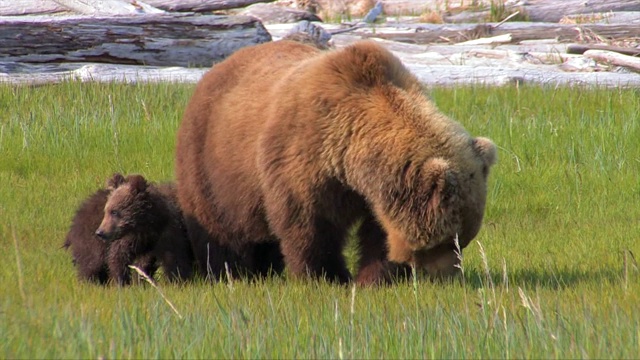 阿拉斯加卡特迈的棕熊视频素材