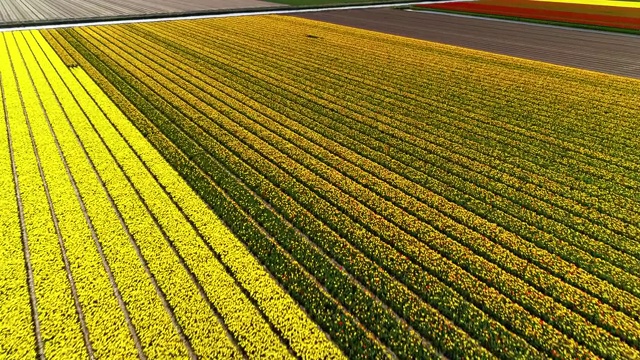 鸟瞰图显示条纹图案的薰衣草和郁金香在一个领域，荷兰视频下载
