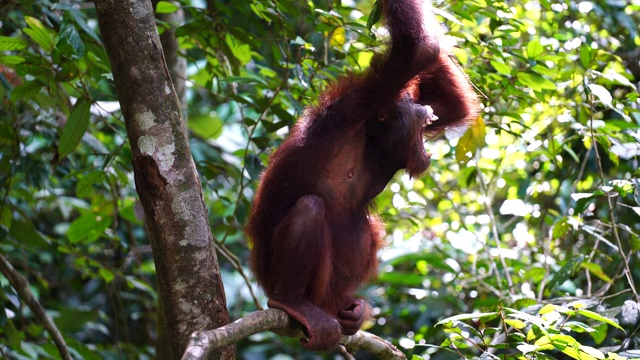马来西亚婆罗洲雨林中的野生猩猩。自然界中的猩猩猴视频下载