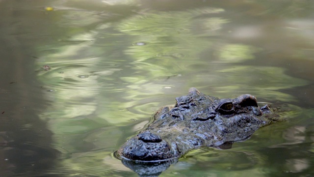 近距离观察漂浮在池塘中的鳄鱼。视频素材